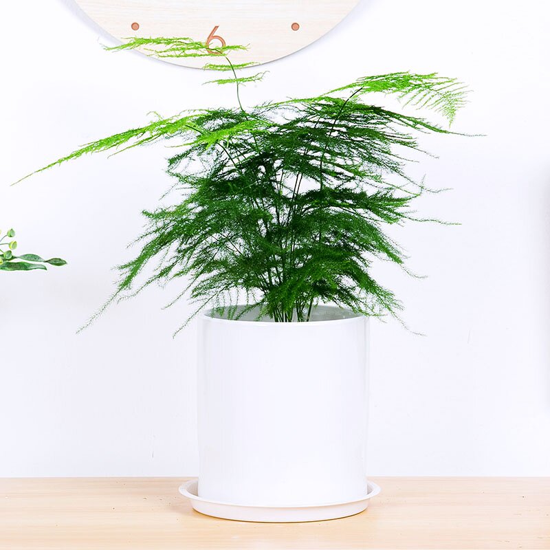 文竹盆栽细叶办公室桌面绿植前台植物文雅防辐射绿植