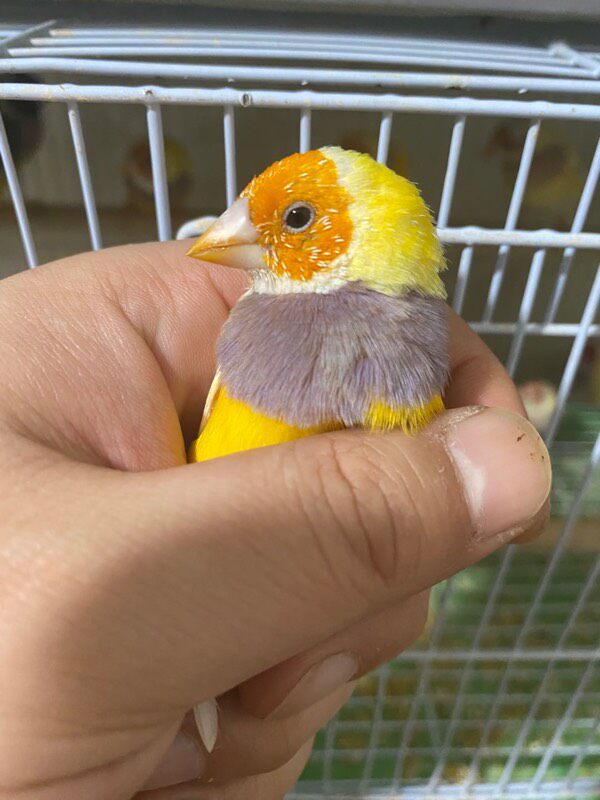 五彩牧师珍珠鸟姐妹鸟绿背金背鸟