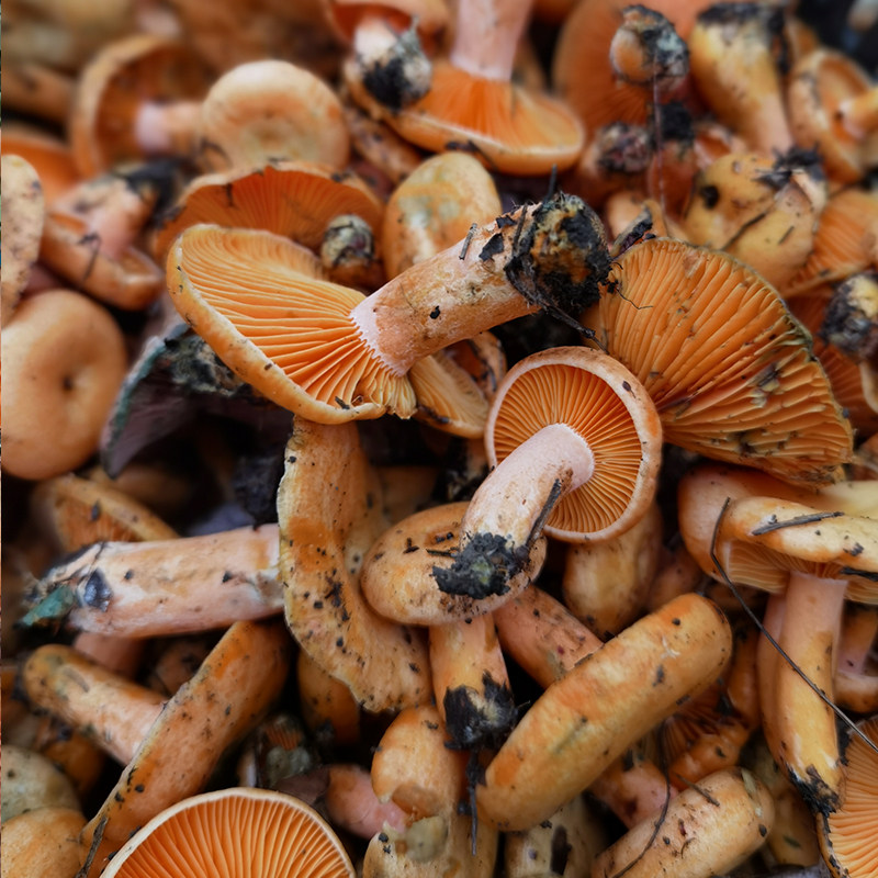 新鲜乌黄枞菌枞毛松树菌奶浆菌贵州深山山野新鲜松茸