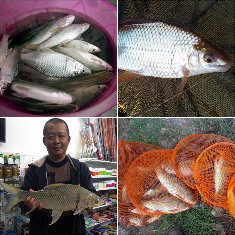 非常鲮之诱土鲮鱼泰鲮孟加拉鲮小药诱食剂坑鱼鱼饵