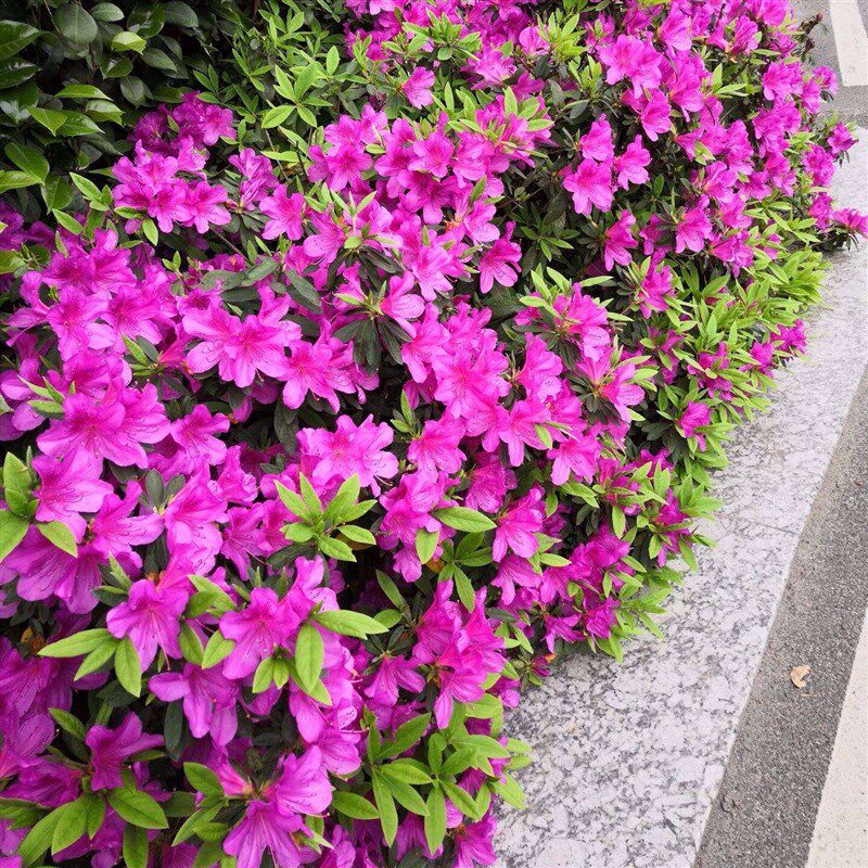 毛娟小苗紫娟杜鹃映山红木本花卉非常容易四季时令草本花卉