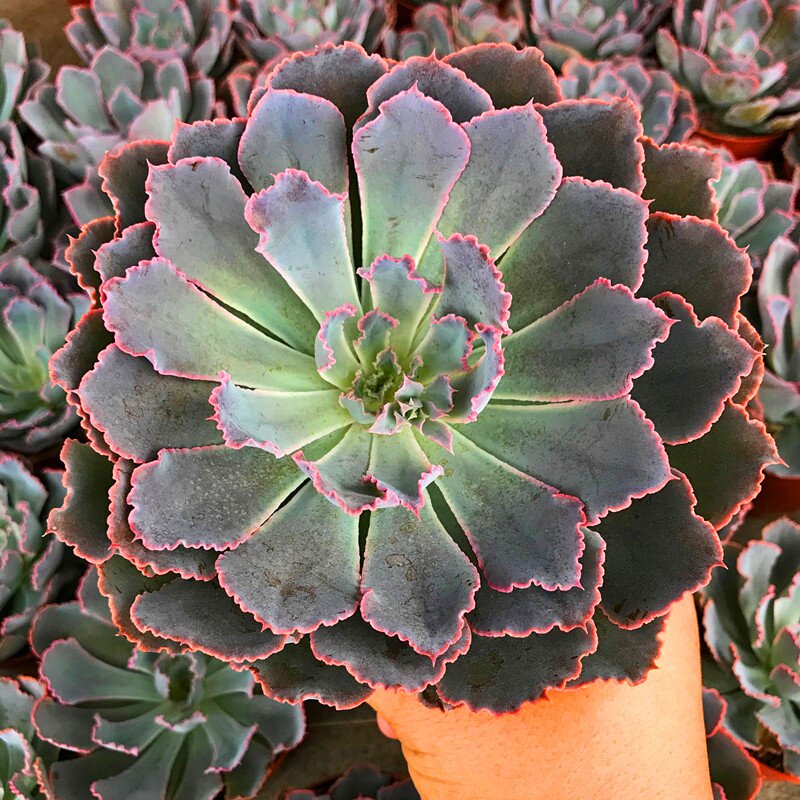 紫色多肉植物紫霞仙子办公室净化空气盆栽景天阳台多肉植物