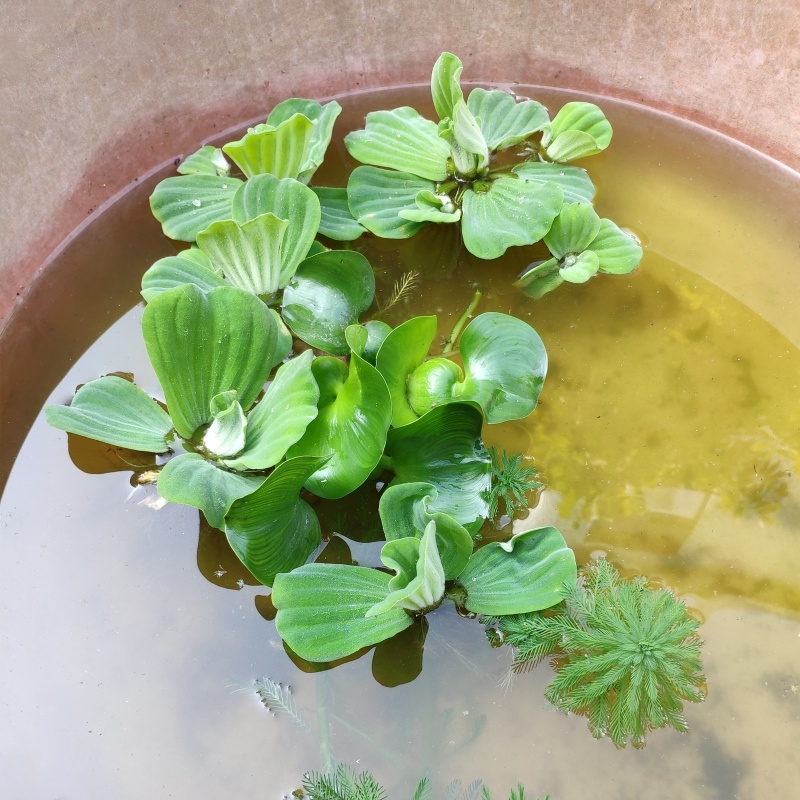 鱼缸水面漂浮植物浮萍养鱼水草四季淡水水净化水草