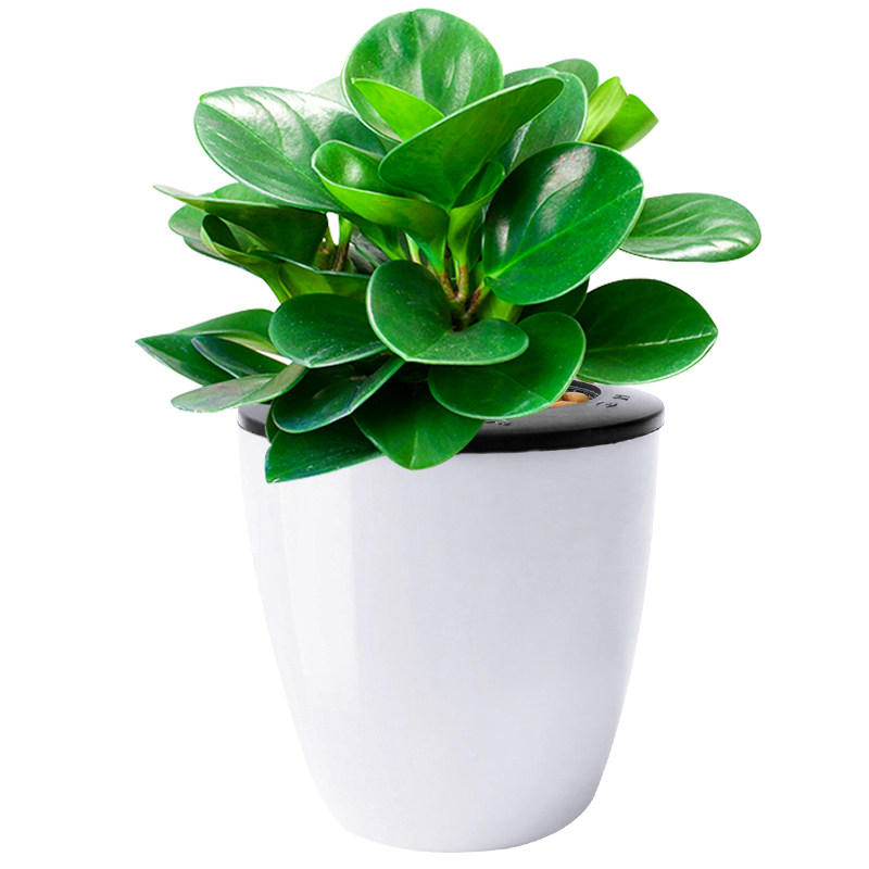 植物豆瓣盆栽大青青叶碧玉室内好养花卉办公室绿植