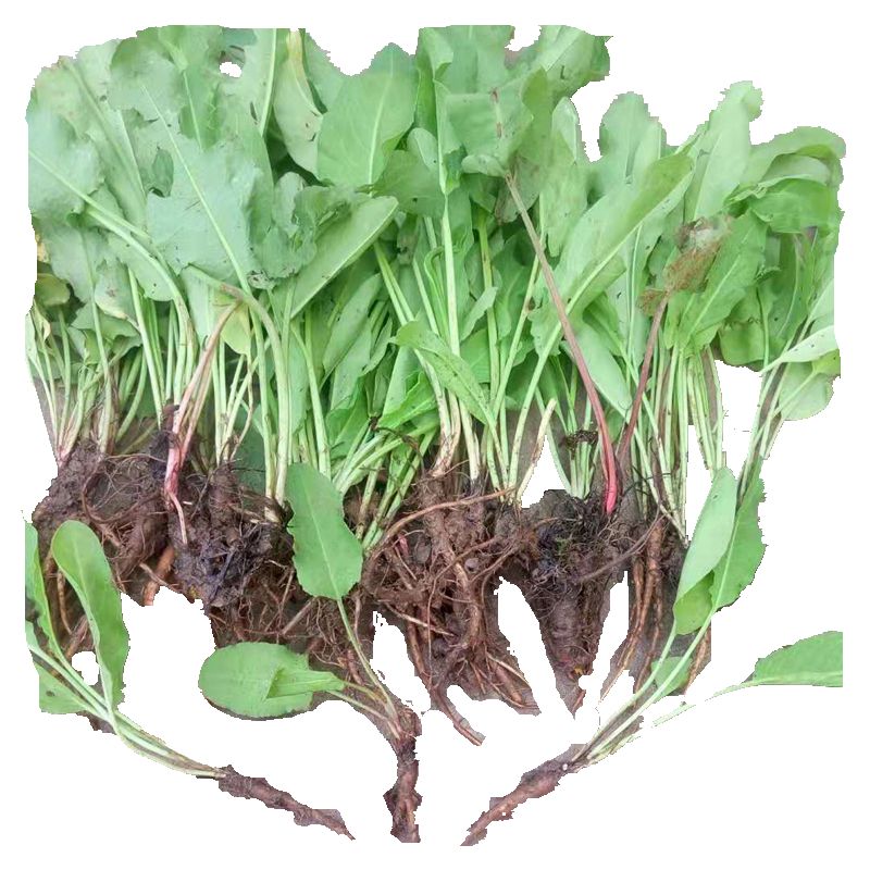 牛耳植株绿植夏季大黄四川新奇种苗羊常根容易绿植