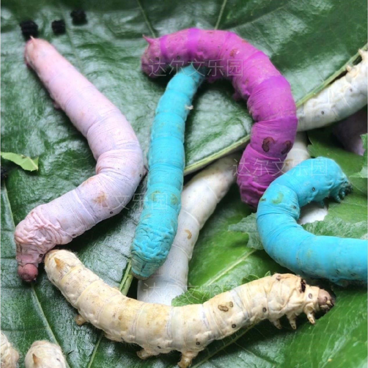 蚕卵10个新鲜蚕卵蚕茧儿童养蚕盒学生养桑蝉卵送鹅毛工具1234龄-mc