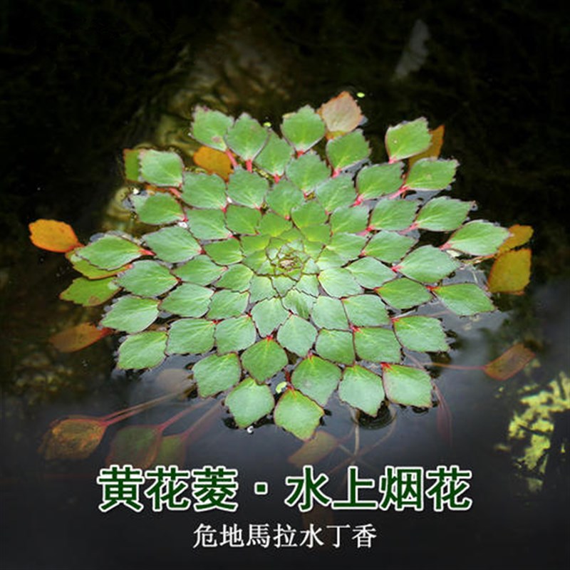 香菱寓意花图片