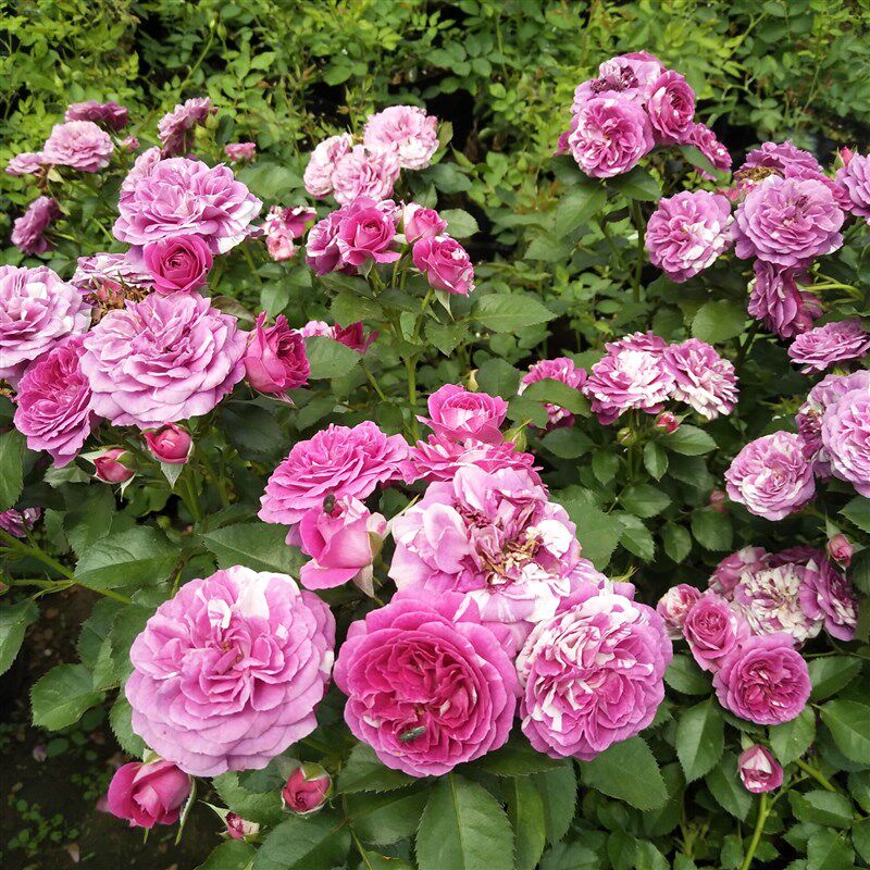 灌木宝石开放香欧花苗月季非常花卉木本多头花卉