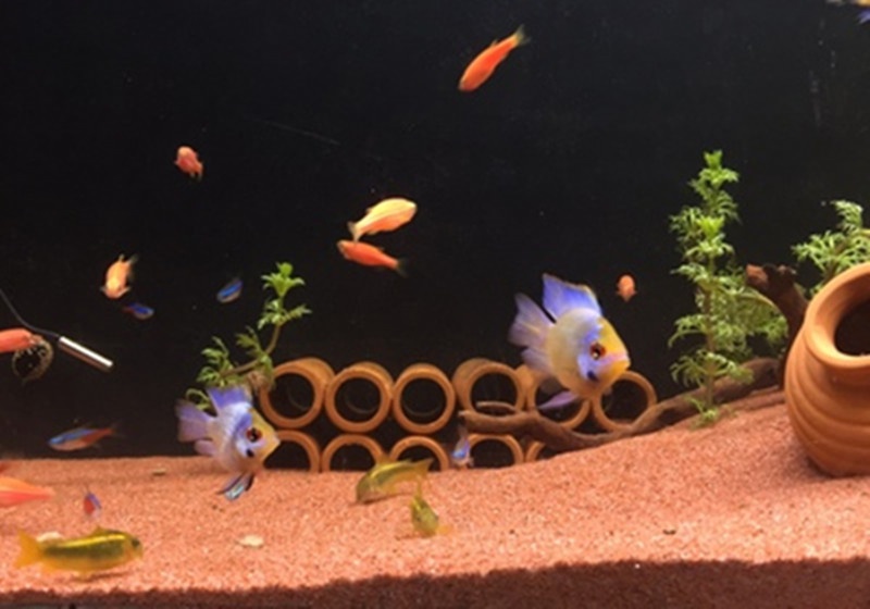 太行红沙鱼缸底砂鼠鱼三湖慈鲷七彩神仙鸡血血红色造景