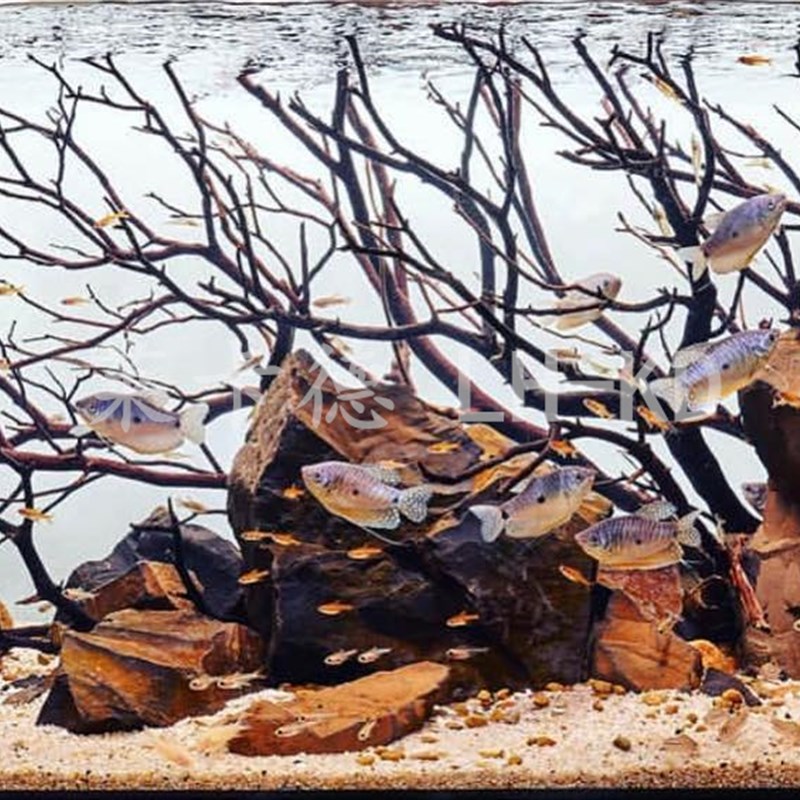 造景水族箱泰国装饰套餐南美原生雷龙杜鹃七彩造景