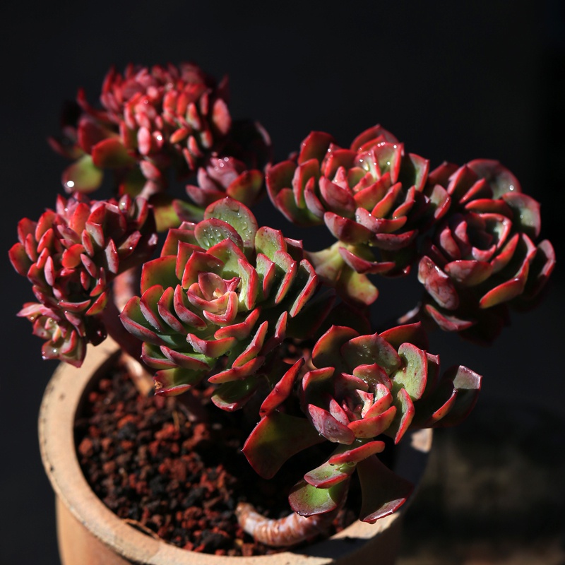 冰灿新品栽花盆栽绿植货肉花园缀化梦想多头多肉植物