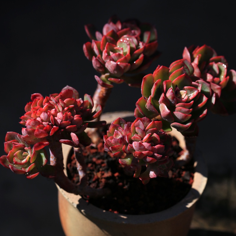 冰灿新品栽花盆栽绿植货肉花园缀化梦想多头多肉植物