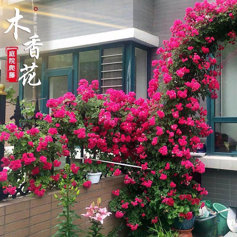 牵藤植物花卉攀爬窗户盆栽围墙装饰种植攀援花卉