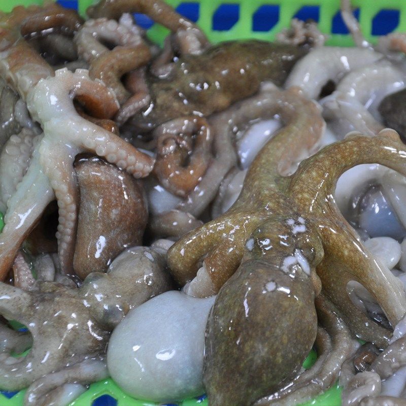 长腿八爪鱼鲜活冷冻海鲜章鱼望潮大爆头八抓新鲜手机保护套