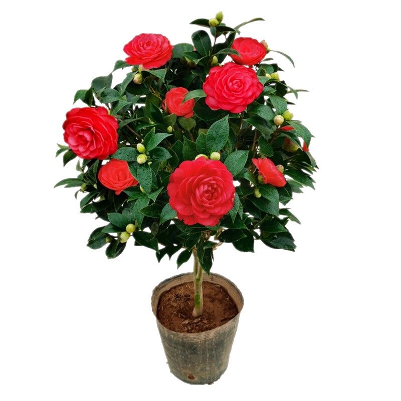 大红赤丹茶花盆栽花卉室内福建传统品种绿植花卉