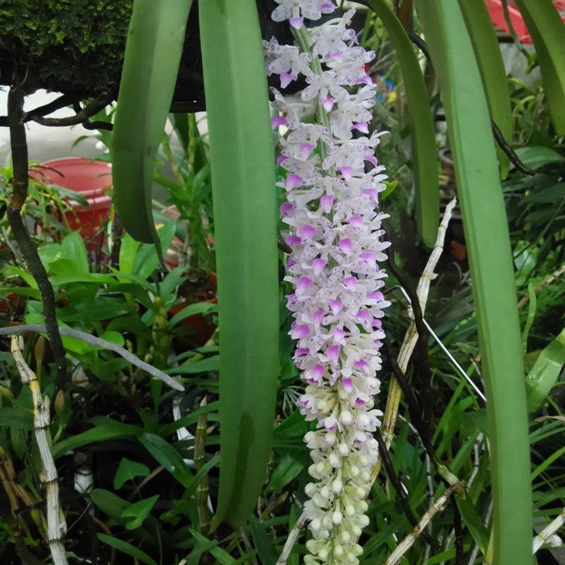 狐尾花多附生兰花盆栽盆景开花漂亮很好养花时令草本花卉