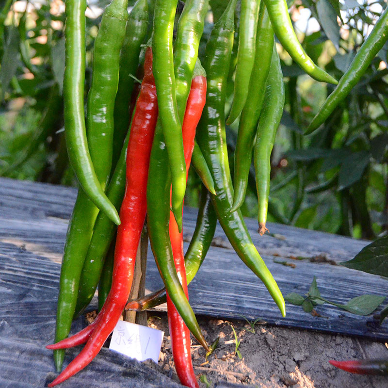 辣椒种子京研京线1号青红线椒四季蔬菜种籽阳台盆栽大棚优质高产