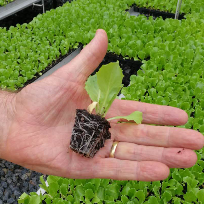 鼎丰拳王结球生菜种子沙拉四季水培蔬菜菜籽蔬菜种子