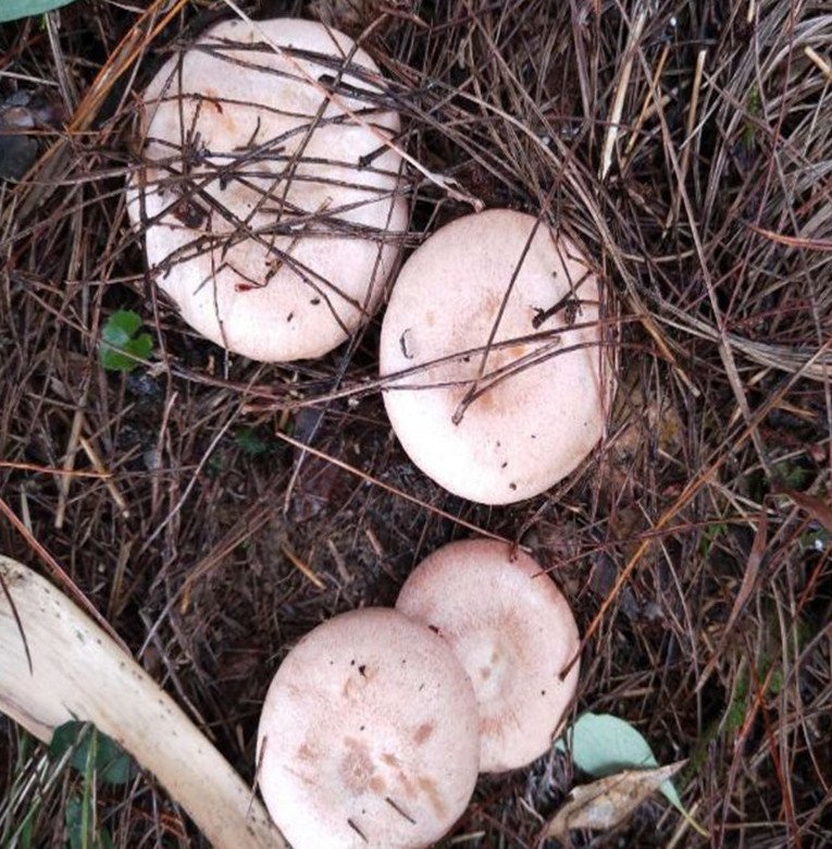 枞菌湖南乌红新鲜蘑菇寒菌野生松树重阳500克新鲜松茸