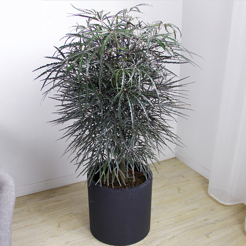 客室绿植花卉大型办公厅非常孔雀木盆栽植物观叶易内大型绿植