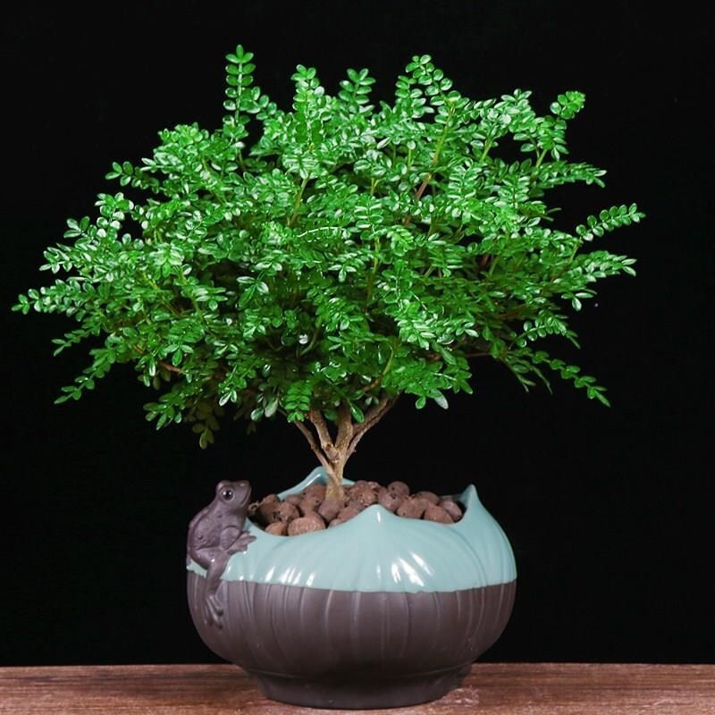 盆栽生机绿植常青四季室外室内清香木木清胡椒绿植