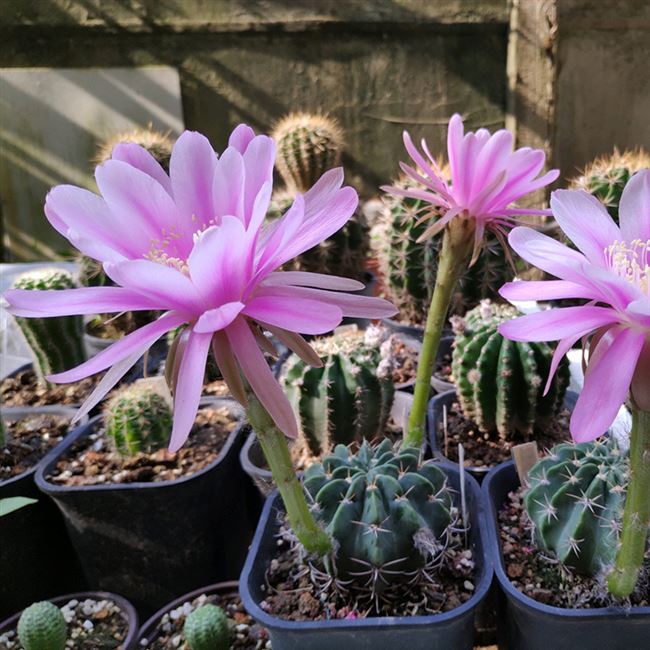 仙人二月晴剑芒丸球实生花彩草多花色开花球多多肉植物