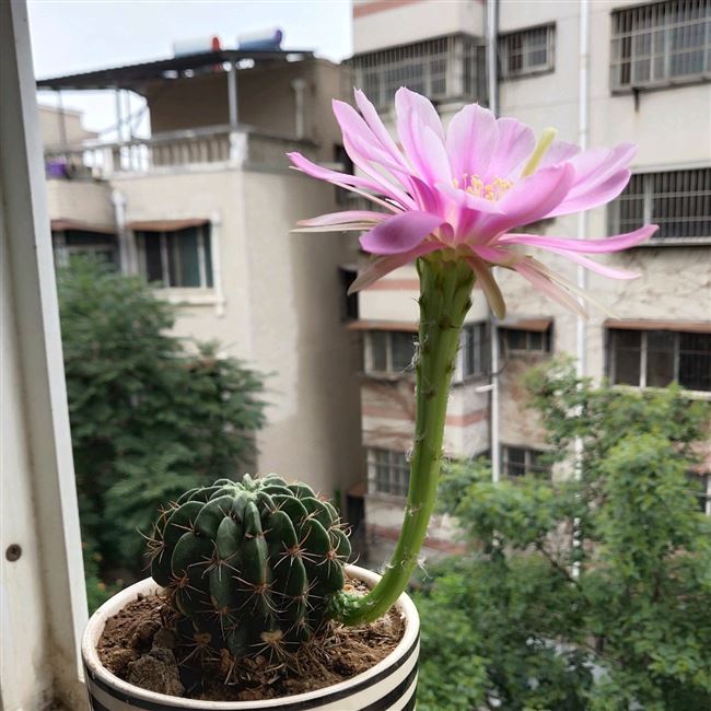 仙人二月晴剑芒丸球实生花彩草多花色开花球多多肉植物