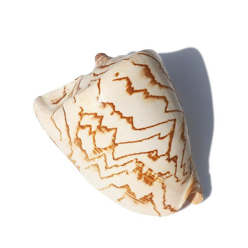 天然海螺贝壳帝王鱼缸造景山水耳朵收藏标本造景