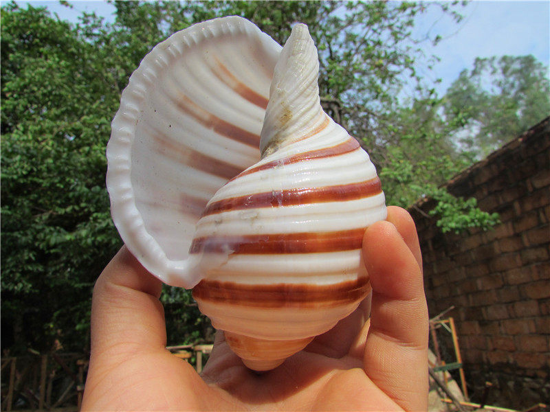 天然贝壳大海海螺琴螺鱼缸水族箱装饰卷贝繁殖海螺