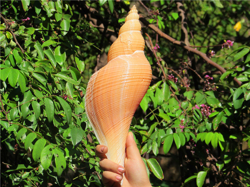 澳洲长香螺天然贝壳海螺大法螺密宗法器号角佛教圣物海星贝壳海螺