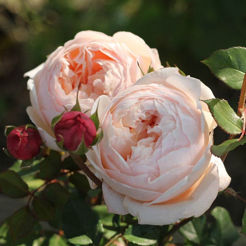 粉妍月季天狼自育新品首发灌木粉色月季