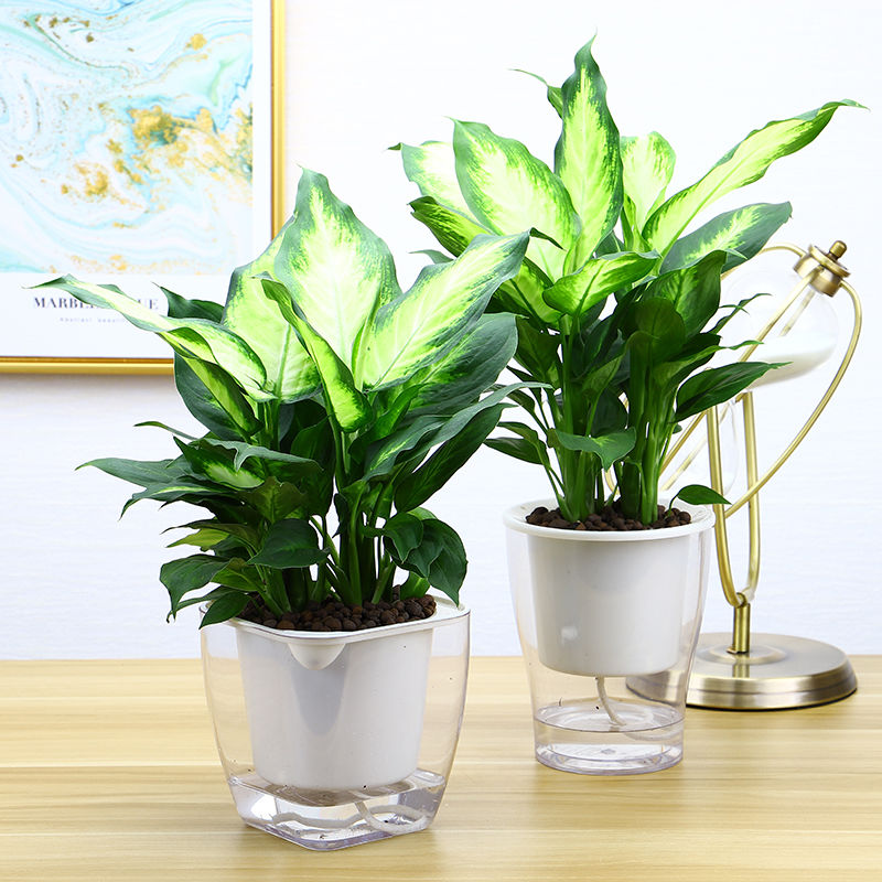 万年青养活四季室内家养大棵植物绿植客厅常绿绿植