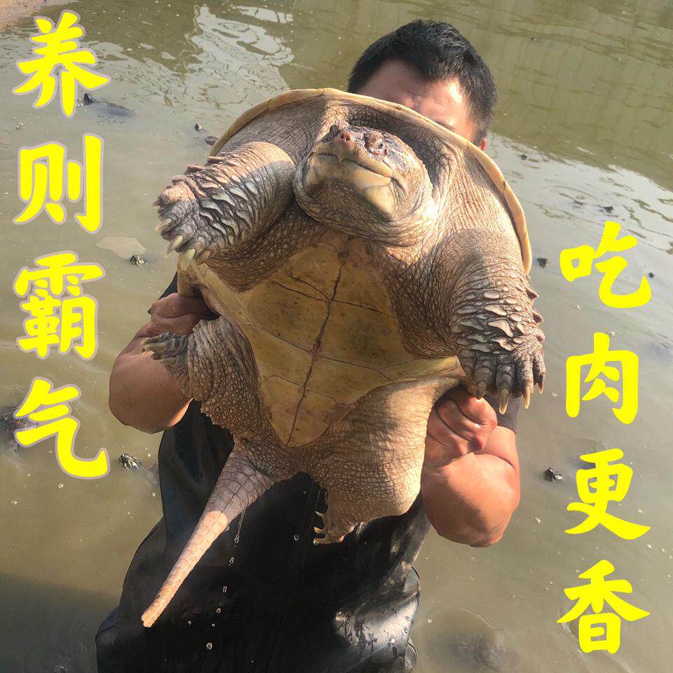 食用鳄龟活物鳄鱼龟超大的乌龟大鄂龟肉杂佛龟