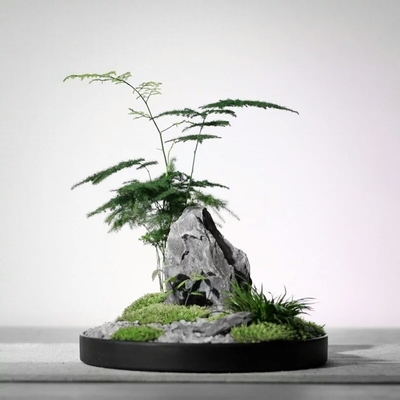 英石天然石头树抱石装饰奇石盆景造景绿植菖蒲造景