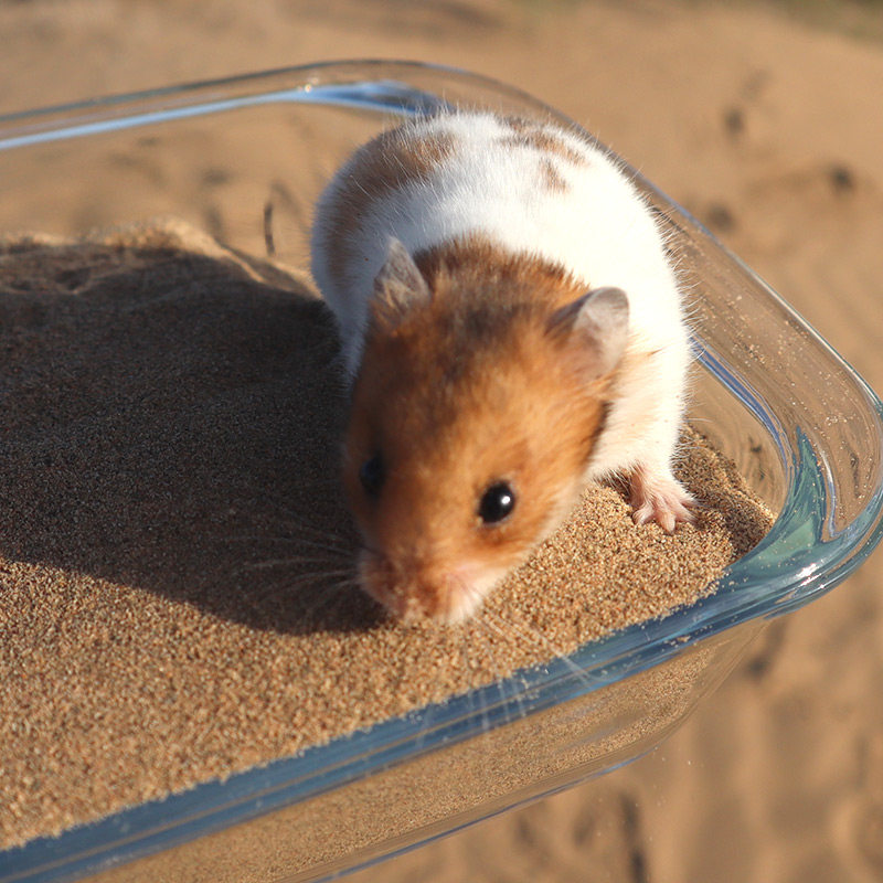 仓鼠浴沙金丝熊尿沙除臭杀菌龙猫洗澡通心粉宠物浴沙