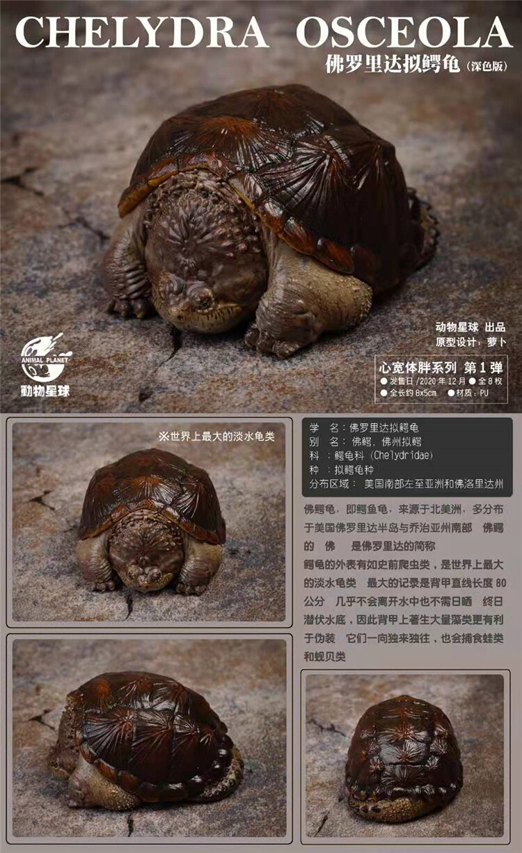 核玩动物星球心宽体胖系列佛鳄黄缘墨大头龟鳄手办手办