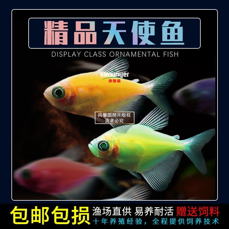 观赏鱼天使拉拉鱼彩群鱼黄绿衣玻璃拉拉荧光基因鱼