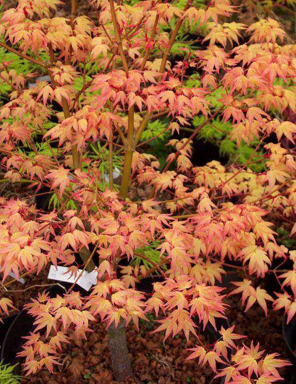 日本红枫枫树金青玄青玄seigenaureum槭树盆栽树苗观叶