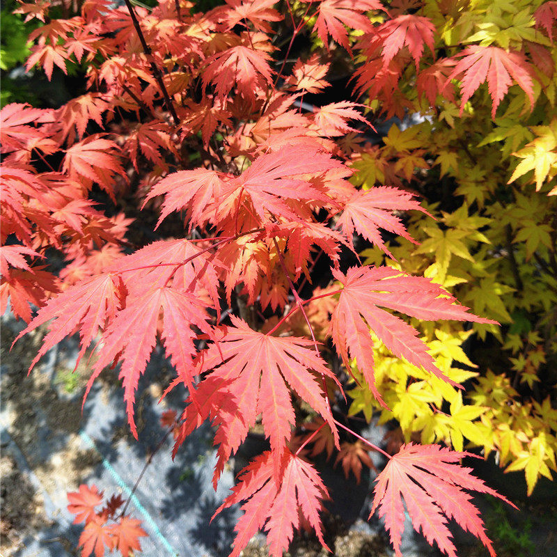 枫树女神日本红枫树苗盆栽花园植物阳台日式观叶
