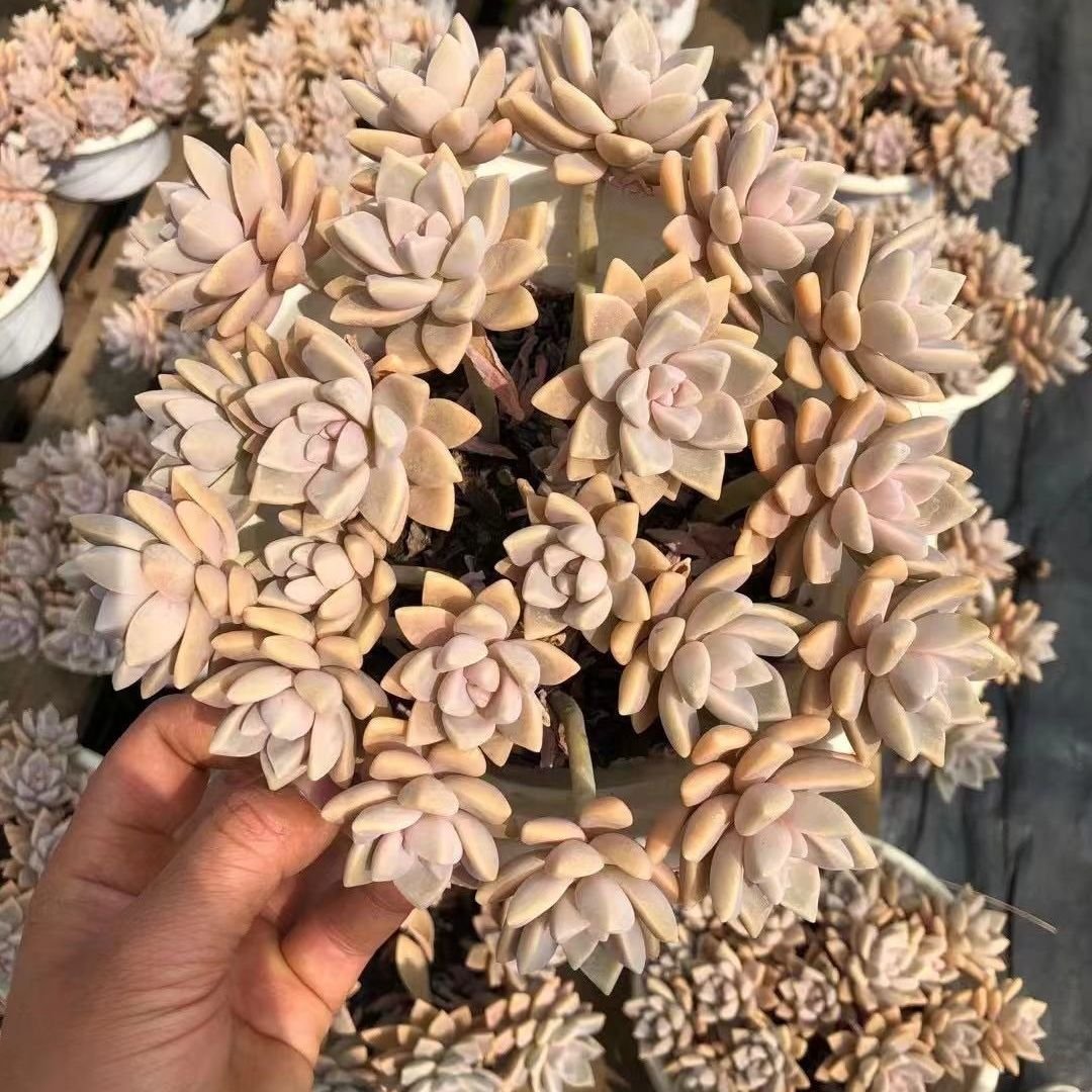 淡雪多头防辐射室内悬崖好养植物幽灵多肉彩莲多肉植物