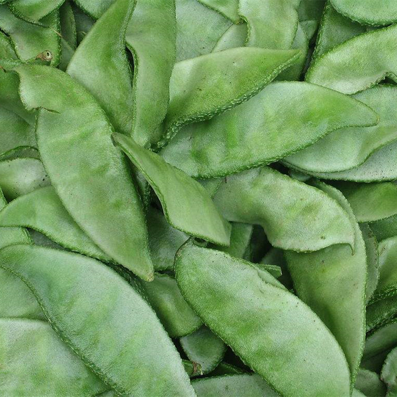 高产种子扁豆豆绿眉豆抗病花浅紫色四季庭院家庭园艺种子