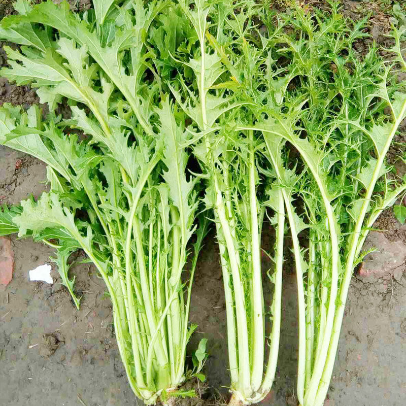 种子细叶雪里蕻咸菜腌菜九头鸟大叶雪里红菜籽秋冬季家庭园艺种子