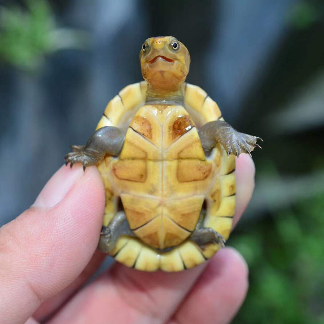 白唇蛋z22活体白唇泥北部龟苗南唇蛋龟观赏深水龟