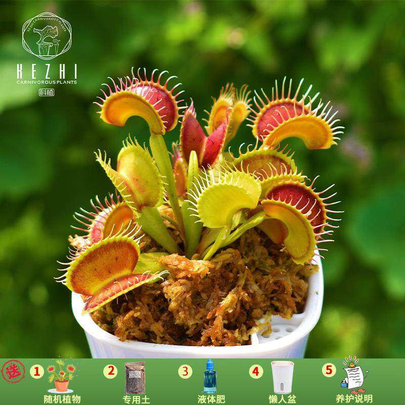 捕蝇盆栽驱蚊植物室内绿植猪笼草懒人人好养大绿植