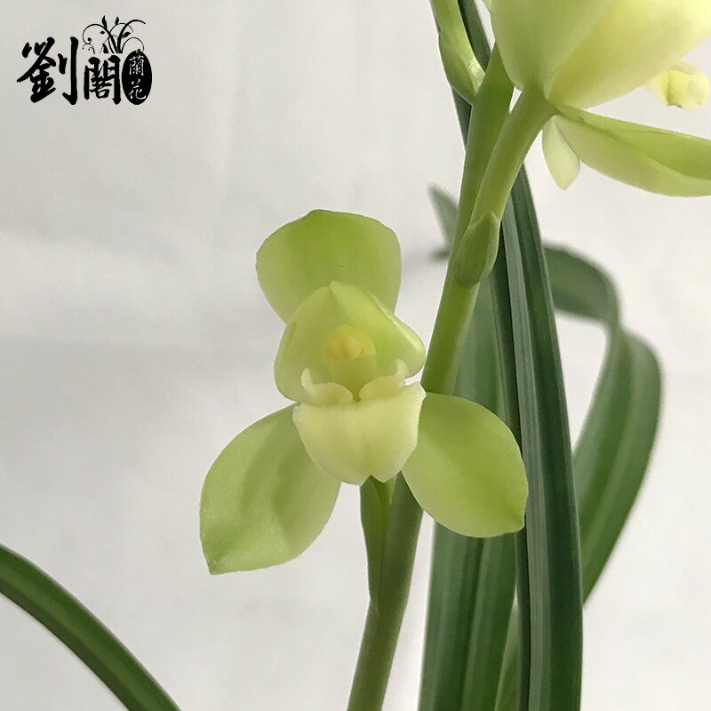 新品建兰四季兰花花苗洛阳素荷夏带花苞出售花卉