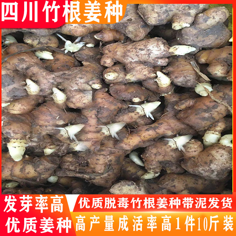 四川川竹根姜种老姜种子仔姜种新鲜姜种姜盆栽仔姜生姜