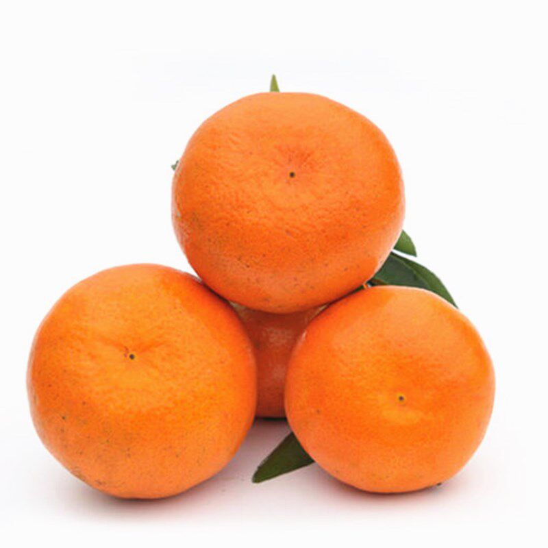 明日日见柑橘阿斯蜜兴58号桔子当年结果果苗果树