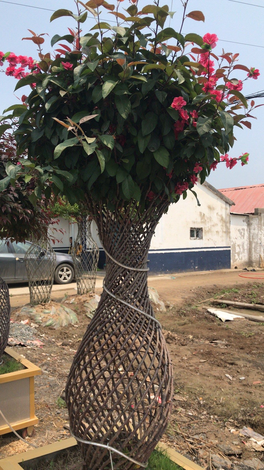 造型紫薇精品天球紫薇花花瓶百日痒痒带根编织观叶