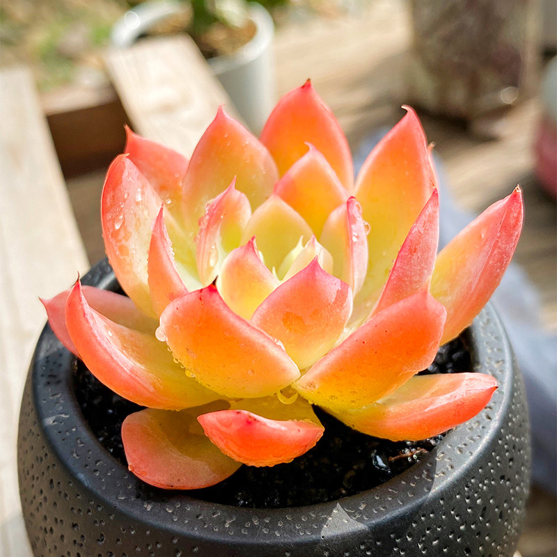 红鹤稀有品种丝绸面纱多肉植物组合盆栽室内多肉植物