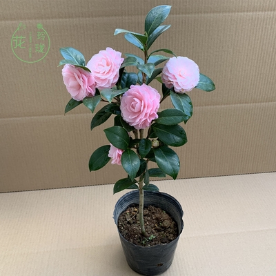 宫粉茶花又名小桃红广东粉纯粉色文瓣花型带花苞山茶苗名贵品种
